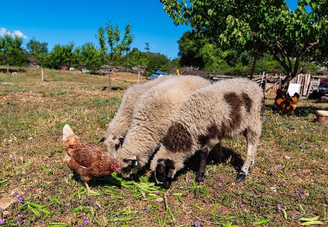 Ferienhaus in Tinj - Holiday home Maria Ferienhaus in Tinj - Holiday home Maria