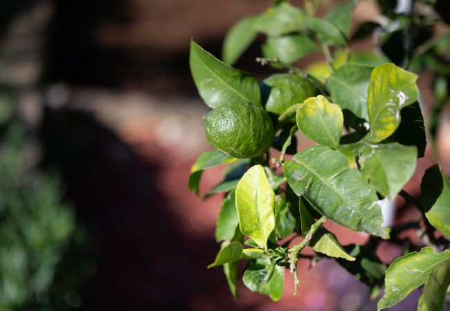 Ferienhaus in Dobropoljana - Holiday home Antonela Ferienhaus in Dobropoljana - Holiday home Antonela