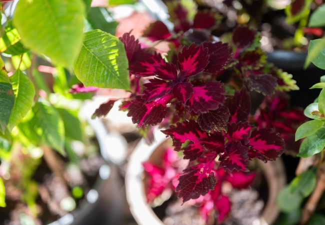 Ferienhaus in Dobropoljana - Holiday home Antonela Ferienhaus in Dobropoljana - Holiday home Antonela