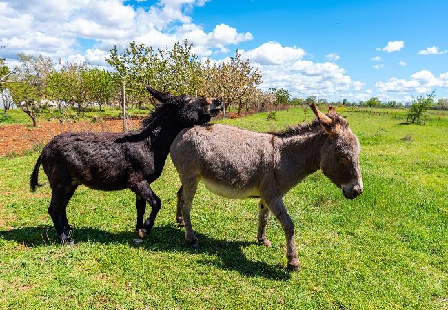 Casa a Benkovac - Luxury Villa Escape Casa a Benkovac - Luxury Villa Escape