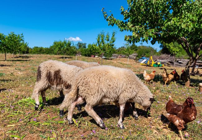 Casa a Tinj - Holiday home Maria Casa a Tinj - Holiday home Maria