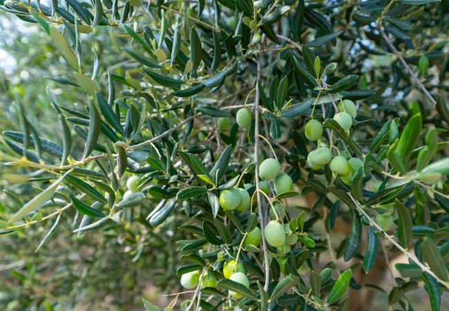 Casa a Vodice - Holiday home Nadalina Casa a Vodice - Holiday home Nadalina