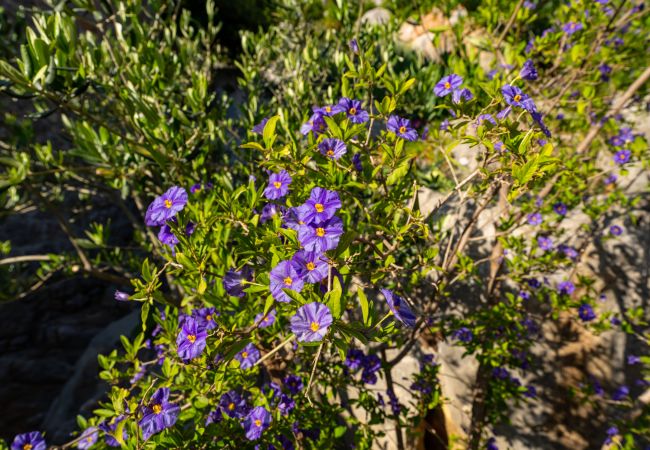 Casa a Starigrad - Sea view stone house Dobroselo Casa a Starigrad - Sea view stone house Dobroselo