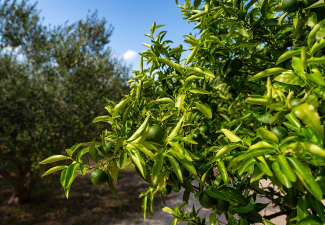Dom w Vodice - Holiday home Nadalina Dom w Vodice - Holiday home Nadalina
