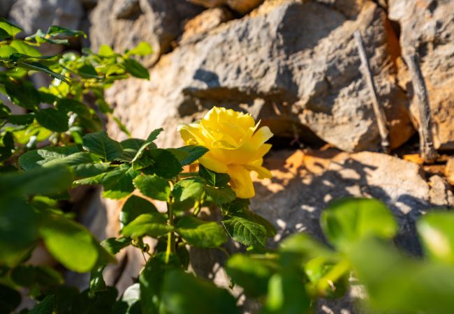 Dom w Starigrad - Sea view stone house Dobroselo Dom w Starigrad - Sea view stone house Dobroselo