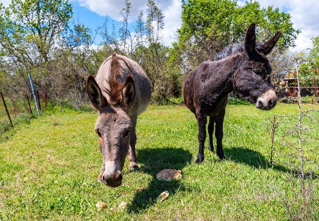 House in Benkovac - Luxury Villa Escape House in Benkovac - Luxury Villa Escape