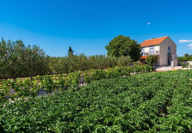 House in Tinj - Holiday home Maria House in Tinj - Holiday home Maria